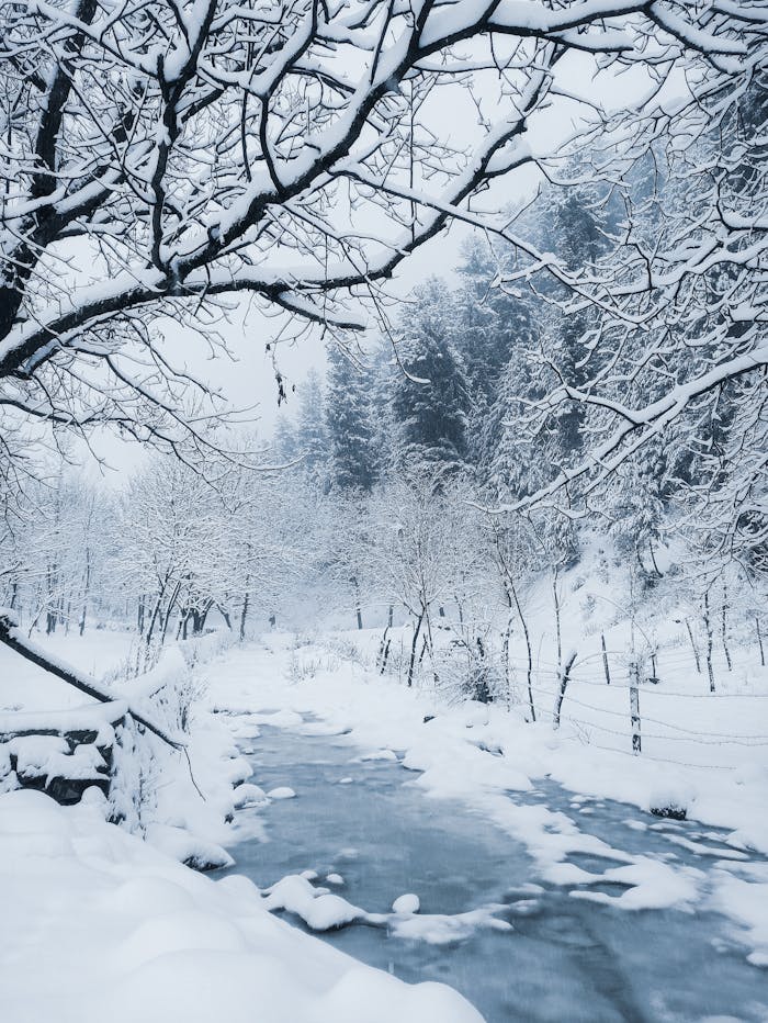 Snowy Forest During the Winter